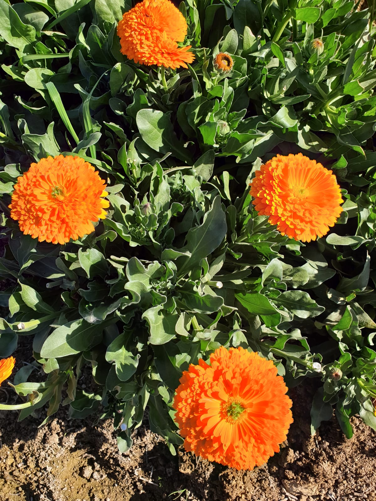 showing our real work